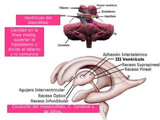 Cavidad en la
línea media,
superior al
hipotálamo y
divide al tálamo
y lo comunica
Ventrículo del
diencéfalo
Conducto del mesencéfalo, C. Cerebral o
de Silvio.
 