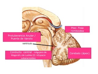 Protuberancia Anular /
Puente de Varolio
Cerebelo (ápex)Conducto central →Agujero de
Magendi y de Lushka (2) →Espacio
subaracnoideo
Piso: Fosa
romboidea
 