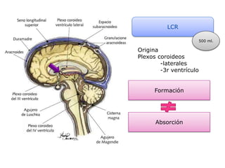 LCR
500 ml.
Origina
Plexos coroideos
-laterales
-3r ventrículo
Formación
Absorción
 