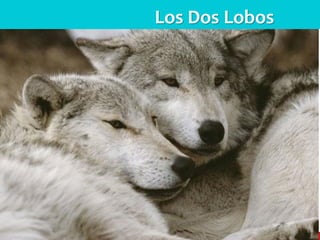Los Dos Lobos  