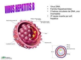 • Virus DNA.
• Familia Hepadnaviridae
• 2 hebras circulares de DNA, una
incompleta
• 3ª causa muerte por enf.
hepática
 