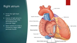 Right atrium
 Forms the right heart
border
 Interior of right atrium is
separated by the crista
terminalis(smooth
muscular ridge)
 Space anterior to crista is
covered by ridges called
pectinate muscle
 