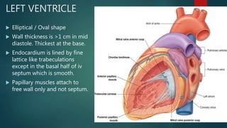 LEFT VENTRICLE
 Elliptical / Oval shape
 Wall thickness is >1 cm in mid
diastole. Thickest at the base.
 Endocardium is lined by fine
lattice like trabeculations
except in the basal half of iv
septum which is smooth.
 Papillary muscles attach to
free wall only and not septum.
 