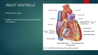 RIGHT VENTRICLE
• Rhomboid in shape
• Papillary muscles attached to both free wall
and septum.
 