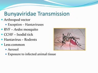 Bunyaviridae Transmission
 Arthropod vector
 Exception – Hantaviruses
 RVF – Aedes mosquito
 CCHF – Ixodid tick
 Hantavirus – Rodents
 Less common
 Aerosol
 Exposure to infected animal tissue
 