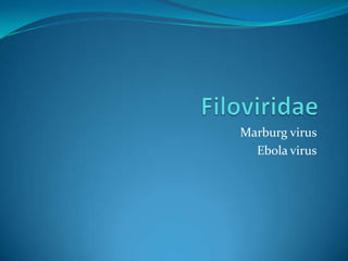 Marburg virus
Ebola virus
 