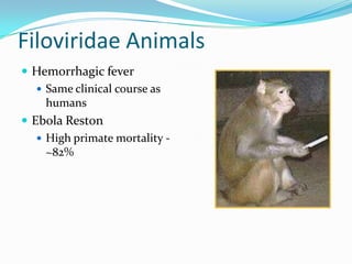 Filoviridae Animals
 Hemorrhagic fever
 Same clinical course as
humans
 Ebola Reston
 High primate mortality -
~82%
 