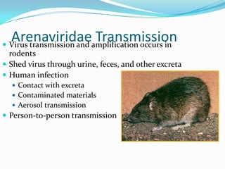 Arenaviridae Transmission Virus transmission and amplification occurs in
rodents
 Shed virus through urine, feces, and other excreta
 Human infection
 Contact with excreta
 Contaminated materials
 Aerosol transmission
 Person-to-person transmission
 