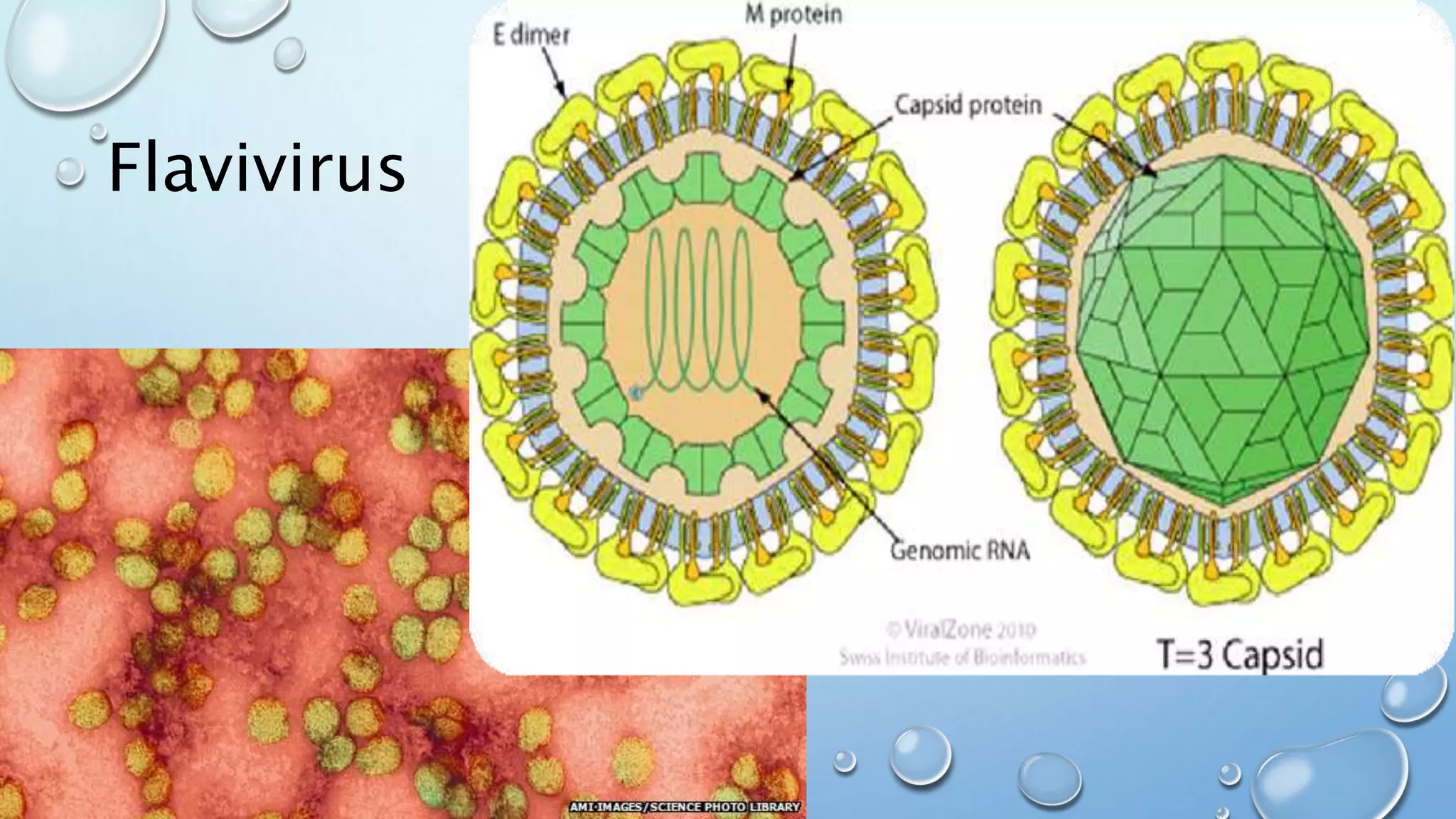 Viral Hemorrhagic Fevers | PPT