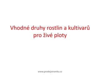 Vhodné druhy rostlin a kultivarů pro živé ploty www.prodejstromku.cz 