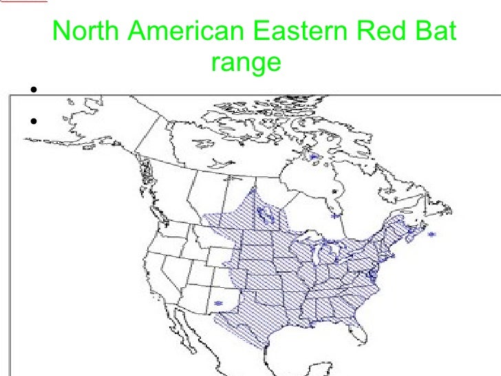Eastern Red Bat by Anant