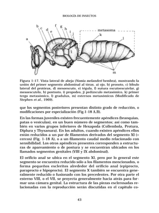 Biología de insectos | PDF