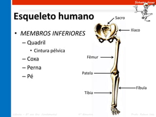 Sistema ósseo




Esqueleto humano                                   Sacro

                                                           Ilíaco
 • MEMBROS INFERIORES
       – Quadril
             • Cintura pélvica
       – Coxa                              Fêmur

       – Perna
                                       Patela
       – Pé
                                                              Fíbula
                                         Tíbia



Ciências – 8º ano Ens. Fundamental   4º Bimestre           Profa. Rebeca Vale
 