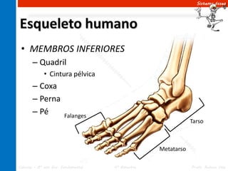 Sistema ósseo




Esqueleto humano
 • MEMBROS INFERIORES
       – Quadril
             • Cintura pélvica
       – Coxa
       – Perna
       – Pé             Falanges
                                                               Tarso



                                                   Metatarso

Ciências – 8º ano Ens. Fundamental   4º Bimestre               Profa. Rebeca Vale
 