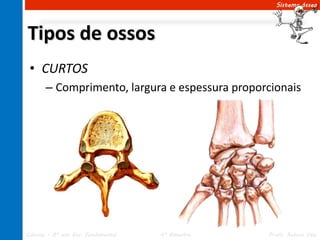 Sistema ósseo




Tipos de ossos
 • CURTOS
       – Comprimento, largura e espessura proporcionais




Ciências – 8º ano Ens. Fundamental   4º Bimestre   Profa. Rebeca Vale
 