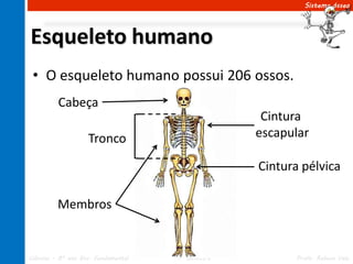 Sistema ósseo




Esqueleto humano
 • O esqueleto humano possui 206 ossos.
          Cabeça
                                                    Cintura
                    Tronco                         escapular

                                                   Cintura pélvica

         Membros


Ciências – 8º ano Ens. Fundamental   4º Bimestre         Profa. Rebeca Vale
 