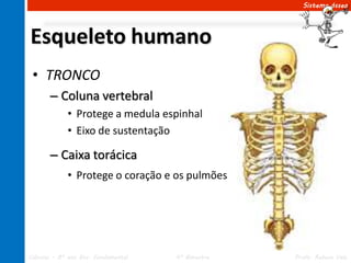 Sistema ósseo




Esqueleto humano
 • TRONCO
       – Coluna vertebral
             • Protege a medula espinhal
             • Eixo de sustentação

       – Caixa torácica
             • Protege o coração e os pulmões




Ciências – 8º ano Ens. Fundamental   4º Bimestre   Profa. Rebeca Vale
 