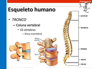 Sistema ósseo




Esqueleto humano
 • TRONCO
       – Coluna vertebral
             • 33 vértebras
                   – Disco invertebral




Ciências – 8º ano Ens. Fundamental       4º Bimestre   Profa. Rebeca Vale
 