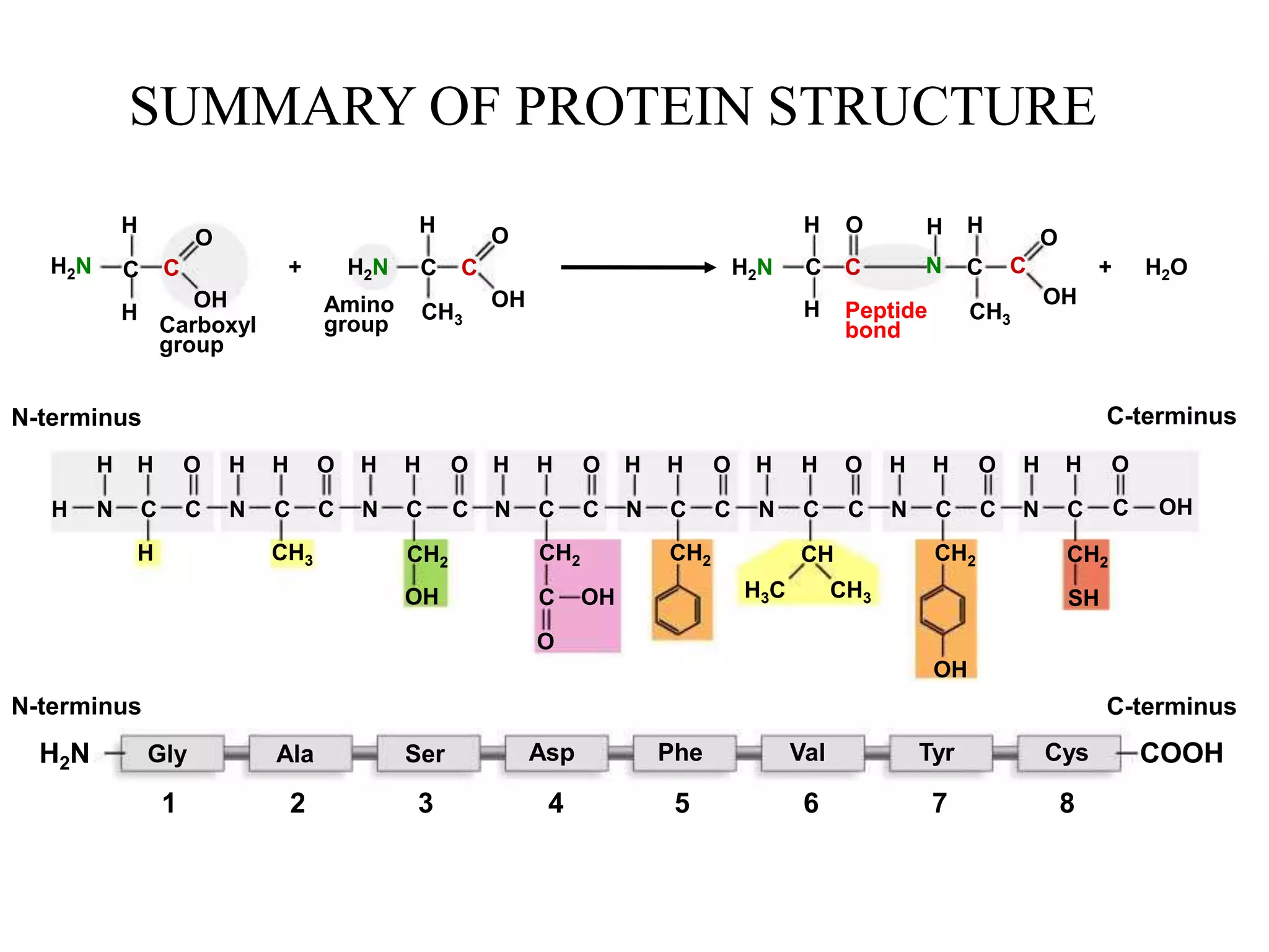 H
H H H H H H
O O O H H O H H O
N C C N N
C C C C
H CH3 CH2
OH
N-terminus
N C C
CH2
C
O
OH
CH2
N C C
CH
CH3
H3C
CH2
OH
H H O
N C C
H H O
N C C
H H O
N C C
CH2
SH
OH
C-terminus
H2N
H
H
C C
O
OH
Carboxyl
group
H2N
H
CH3
C C
O
OH
Amino
group
H2N
H
H
C
O
C N C
C
H
H
CH3
OH
O
Peptide
bond
+ H2O
H2N Gly Ala Ser Asp
N-terminus
2
1 3 5
4 6 7 8
Phe Val Tyr Cys
C-terminus
COOH
+
SUMMARY OF PROTEIN STRUCTURE
 