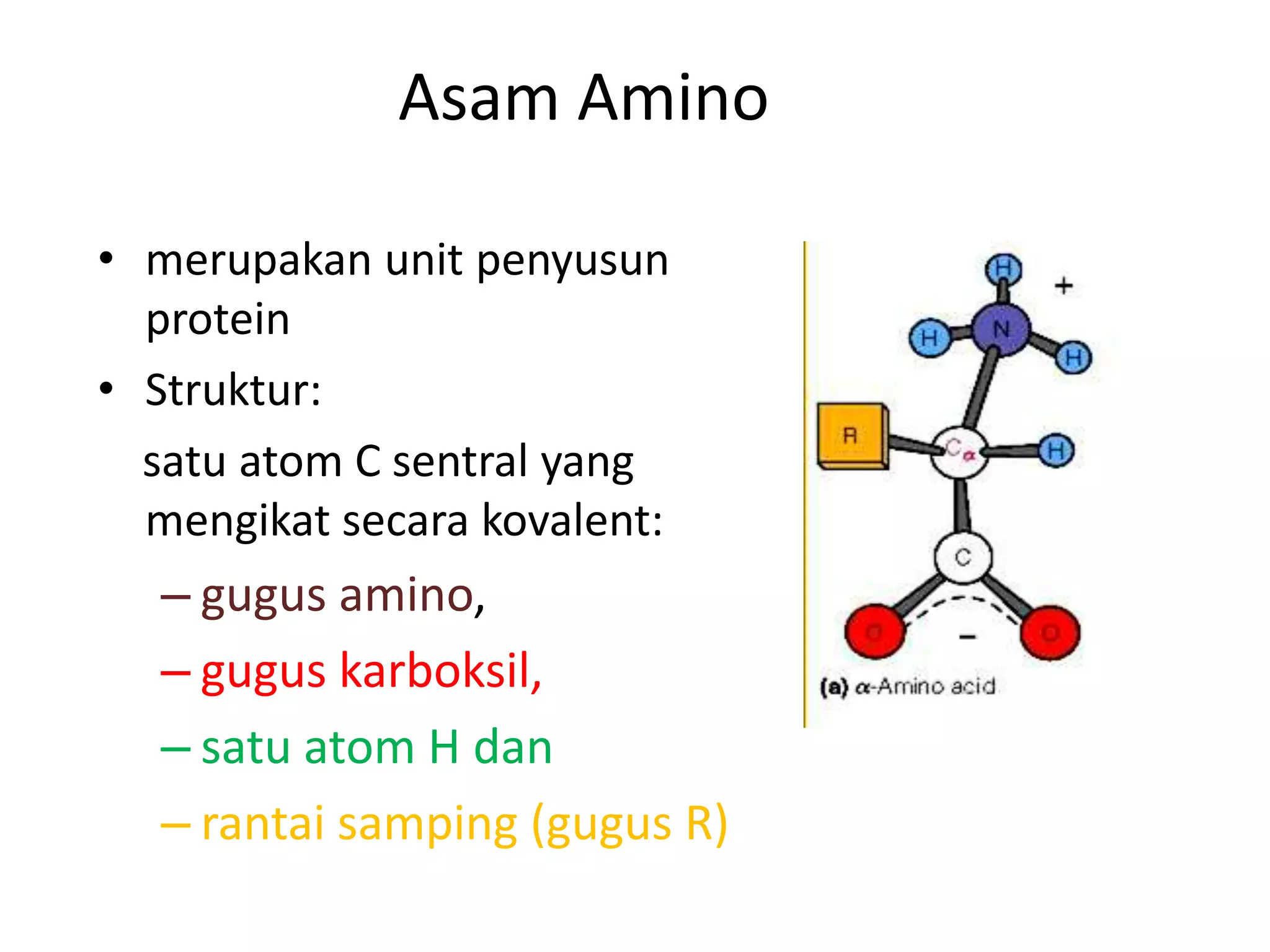 Asam Amino
• merupakan unit penyusun
protein
• Struktur:
satu atom C sentral yang
mengikat secara kovalent:
– gugus amino,
– gugus karboksil,
– satu atom H dan
– rantai samping (gugus R)
 