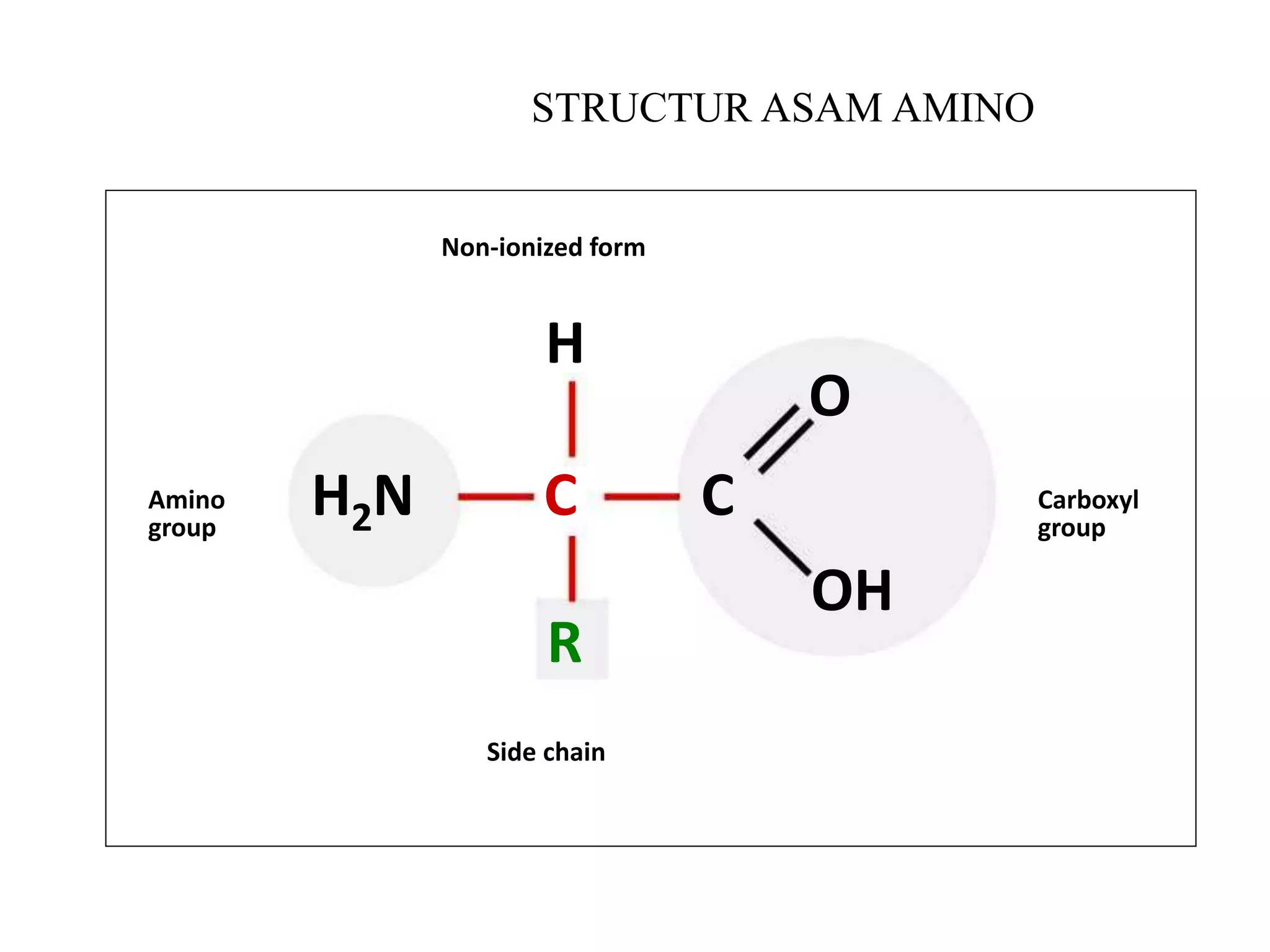 H2N
Amino
group
C
Side chain
R
H
C
O
OH
Carboxyl
group
Non-ionized form
STRUCTUR ASAM AMINO
 