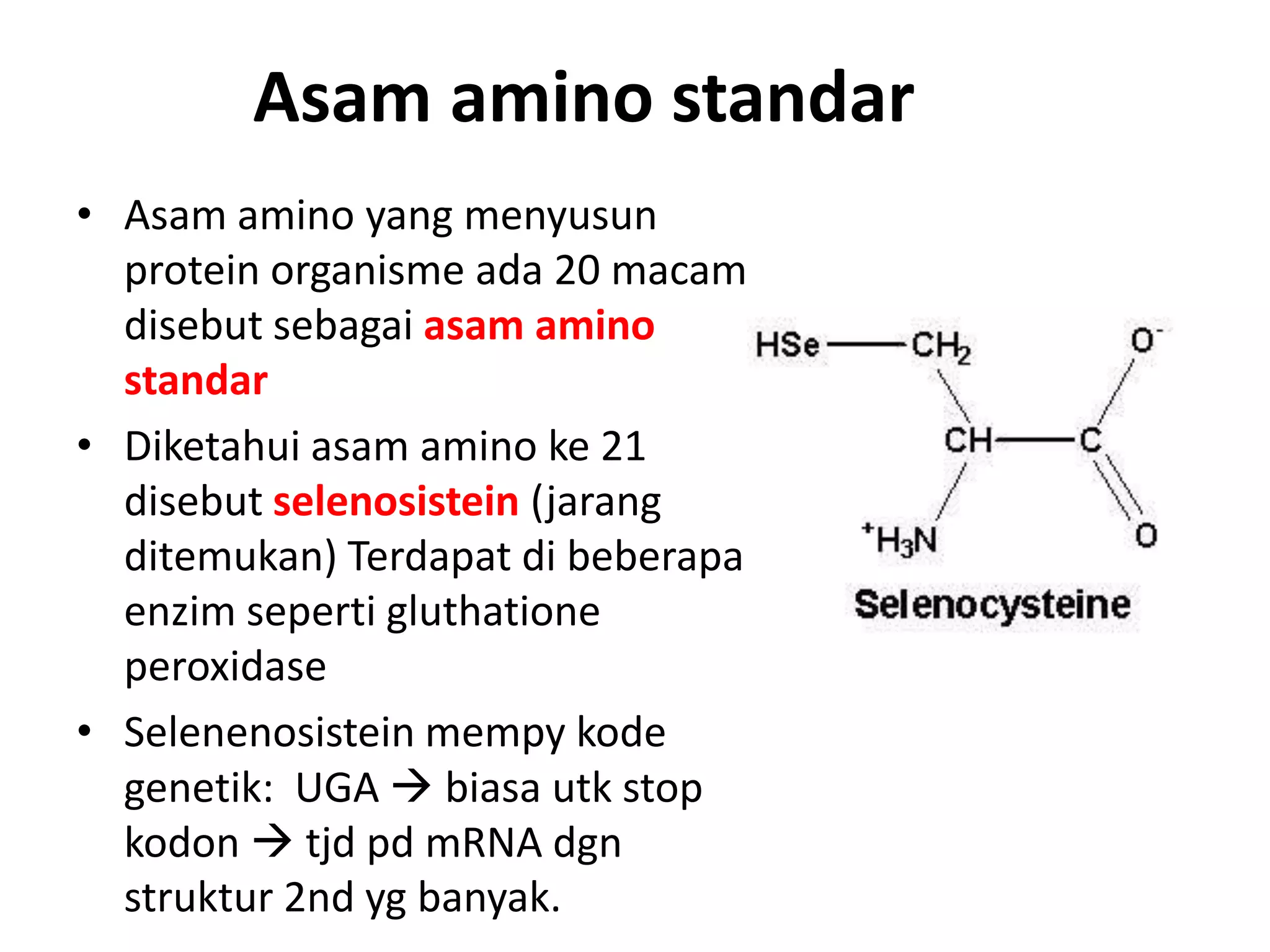 Asam amino standar
• Asam amino yang menyusun
protein organisme ada 20 macam
disebut sebagai asam amino
standar
• Diketahui asam amino ke 21
disebut selenosistein (jarang
ditemukan) Terdapat di beberapa
enzim seperti gluthatione
peroxidase
• Selenenosistein mempy kode
genetik: UGA  biasa utk stop
kodon  tjd pd mRNA dgn
struktur 2nd yg banyak.
 