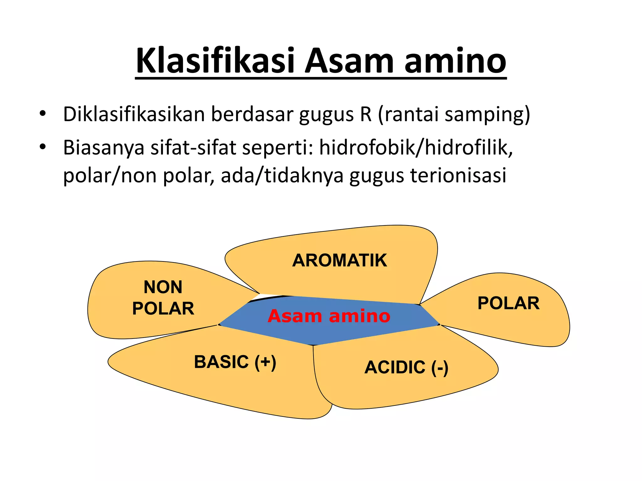 Asam amino
Klasifikasi Asam amino
• Diklasifikasikan berdasar gugus R (rantai samping)
• Biasanya sifat-sifat seperti: hidrofobik/hidrofilik,
polar/non polar, ada/tidaknya gugus terionisasi
AROMATIK
POLAR
ACIDIC (-)
BASIC (+)
NON
POLAR
 