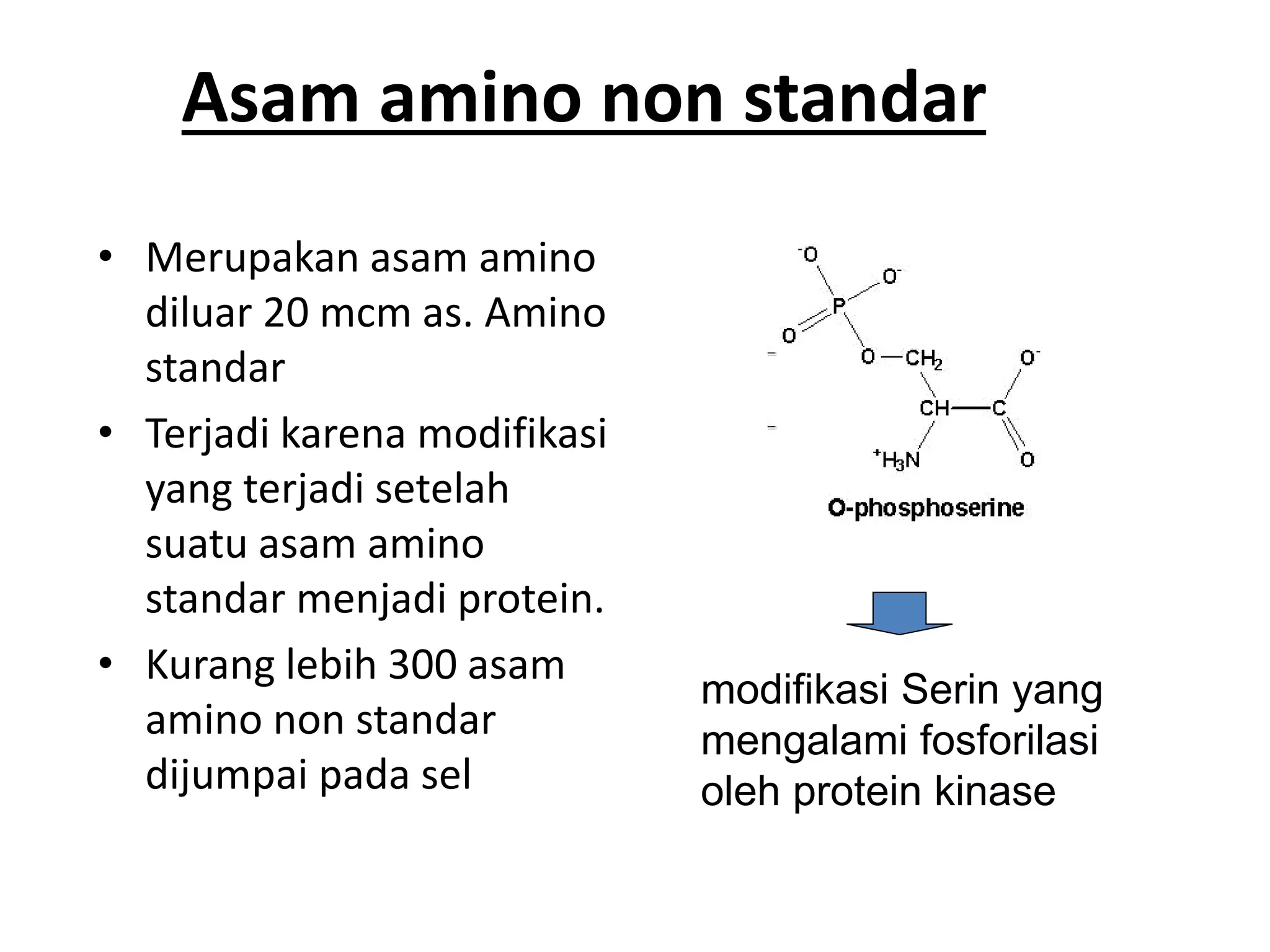 Asam amino non standar
• Merupakan asam amino
diluar 20 mcm as. Amino
standar
• Terjadi karena modifikasi
yang terjadi setelah
suatu asam amino
standar menjadi protein.
• Kurang lebih 300 asam
amino non standar
dijumpai pada sel
modifikasi Serin yang
mengalami fosforilasi
oleh protein kinase
 