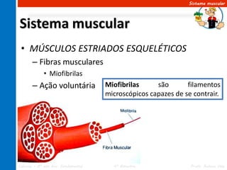 Sistema muscular




Sistema muscular
 • MÚSCULOS ESTRIADOS ESQUELÉTICOS
       – Fibras musculares
             • Miofibrilas
       – Ação voluntária             Miofibrilas     são       filamentos
                                     microscópicos capazes de se contrair.




Ciências – 8º ano Ens. Fundamental     4º Bimestre              Profa. Rebeca Vale
 