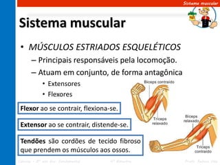 Sistema muscular




Sistema muscular
 • MÚSCULOS ESTRIADOS ESQUELÉTICOS
       – Principais responsáveis pela locomoção.
       – Atuam em conjunto, de forma antagônica
             • Extensores
             • Flexores
 Flexor ao se contrair, flexiona-se.

 Extensor ao se contrair, distende-se.

 Tendões são cordões de tecido fibroso
 que prendem os músculos aos ossos.
Ciências – 8º ano Ens. Fundamental   4º Bimestre   Profa. Rebeca Vale
 
