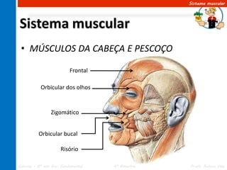 Sistema muscular




Sistema muscular
 • MÚSCULOS DA CABEÇA E PESCOÇO

                           Frontal

           Orbicular dos olhos


                 Zigomático


          Orbicular bucal

                      Risório

Ciências – 8º ano Ens. Fundamental   4º Bimestre   Profa. Rebeca Vale
 