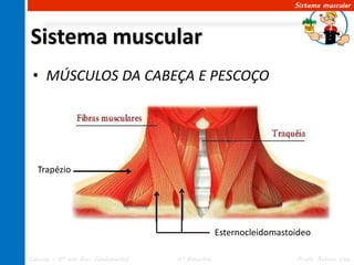 Sistema muscular




Sistema muscular
 • MÚSCULOS DA CABEÇA E PESCOÇO




  Trapézio




                                                   Esternocleidomastoideo

Ciências – 8º ano Ens. Fundamental   4º Bimestre                     Profa. Rebeca Vale
 