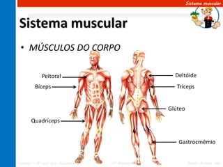 Sistema muscular




Sistema muscular
 • MÚSCULOS DO CORPO

            Peitoral                                 Deltóide
         Bíceps                                       Tríceps


                                                   Glúteo
       Quadríceps


                                                      Gastrocmêmio


Ciências – 8º ano Ens. Fundamental   4º Bimestre            Profa. Rebeca Vale
 