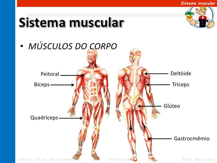 VI.2 Sistema muscular