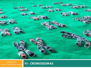 Profª Sandra Nascimento

Unidade 5
Cresc. e renovação celular

VI - CROMOSSOMAS

1

 