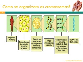 Como se organizam os cromossomas?
2

Profª Sandra Nascimento

 