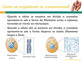 Como se organizam os cromossomas?
5





Quando a célula se encontra em divisão a cromatina
apresenta-se sob a forma de filamentos curtos e espessos,
tornando-se visíveis ao microscópio.
Quando a célula não se encontra em divisão, a cromatina
apresenta-se sob a forma dispersa no núcleo (filamentos
longos e finos) .

Célula prestes a
dividir-se

Cromossoma visível

Célula que não se
encontra em divisão

Filamentos de
cromatina longos e
finos
Profª Sandra Nascimento

 