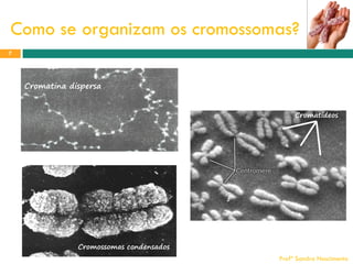 Como se organizam os cromossomas?
7

Cromatina dispersa
Cromatídeos

Cromossomas condensados
Profª Sandra Nascimento

 