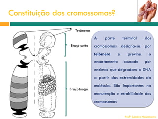 Constituição dos cromossomas?
9

Telómeros

A
Braço curto

parte

terminal
designa-se

cromossomas
telómero

encurtamento

e

dos
por

previne

o

causado

por

enzimas que degradam o DNA
a partir das extremidades da
Braço longo

molécula. São importantes na
manutenção e estabilidade dos
cromossomas

Profª Sandra Nascimento

 