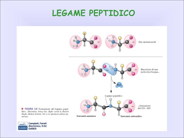 Come Si Forma Il Legame Peptidico V I° Lezione