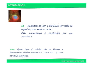 G1 – biossíntese de RNA e proteínas; formação de
            organitos; crescimento celular.
            Cada         cromossoma       é    constituído    por   um
            cromatídio.




Nota:   alguns   tipos    de   células   não   se   dividem   e
permanecem paradas durante G1, numa fase conhecida
como G0 (neurónios)
 
