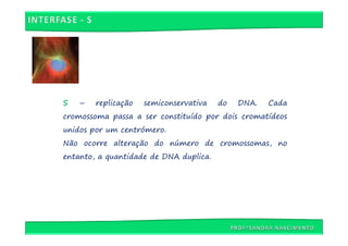 S   –   replicação   semiconservativa   do   DNA.   Cada
cromossoma passa a ser constituído por dois cromatídeos
unidos por um centrómero.
Não ocorre alteração do número de cromossomas, no
entanto, a quantidade de DNA duplica.
 