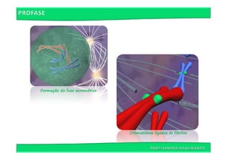 Formação do fuso acromático




                              Cromatídeos ligados às fibrilas
 