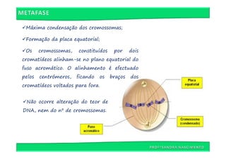 Máxima condensação dos cromossomas;

 Formação da placa equatorial;

 Os     cromossomas,   constituídos    por     dois
cromatídeos alinham-se no plano equatorial do
fuso acromático. O alinhamento é efectuado
pelos   centrómeros,   ficando   os   braços   dos
cromatídeos voltados para fora.


 Não ocorre alteração do teor de
DNA, nem do nº de cromossomas.
 