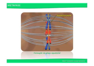 Formação da placa equatorial
 