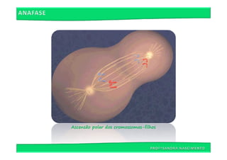 Ascensão polar dos cromossomas-filhos
 