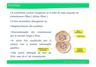 A membrana nuclear reorganiza-se à volta de cada conjunto de
cromossomas-filhos ( células-filhas );

 O fuso acromático desorganiza-se;

 Reaparecimento dos nucléolos;

 Descondensação        dos    cromossomas
que se tornam longos e finos.

 A   célula   fica    constituída   por   2
núcleos     com   a   mesma    informação
genética.

 Não ocorre alteração do teor de
DNA, nem do nº de cromossomas.
 