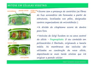 parede celular   núcleo em
microtúbulos
                                telófase    Ocorre sem a presença de centríolos (as fibras
                                        do fuso acromático são formadas a partir de
                                        estruturas, localizadas nos pólos, designadas
                                        centros organizadores de microtúbulos ).

                                            A divisão do citoplasma ocorre de dentro
                                        para fora.

                                            Vesículas de Golgi fundem-se na zona central
                                        da célula - fragmoplasto. O seu conteúdo em
lamela média                            polissacáridos é libertado, originando a lamela
                                        média.     As    membranas        das   vesículas   são
                                        utilizadas      na   construção    da   nova    célula,
                                        depositando-se mais tarde celulose que irá
                 nova parede            originar a parede celular.
 