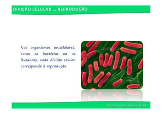 Nos    organismos   unicelulares,
como     as   bactérias   ou   as
leveduras, cada divisão celular
corresponde à reprodução.
 