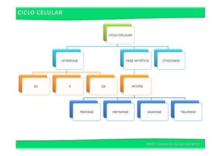CICLO CELULAR




     INTERFASE                           FASE MITÓTICA          CITOCINESE




G1       S                 G2                MITOSE




                 PROFASE          METAFASE            ANAFASE                TELOFASE
 
